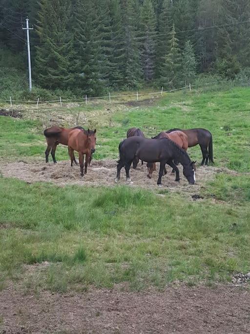 River Run Ranch - Telemark Drangedal Exterior foto